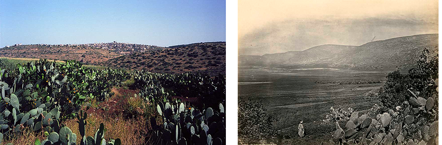 Cactus plants with Jebel Faqqu’a in the background alongside a nineteenth century photograph showing the same ridge identified by its biblical name, Mount Gilboa, and the Plain of Megiddo. Phot. (left) Norbert Schiller and Phot. Frank Mason Good