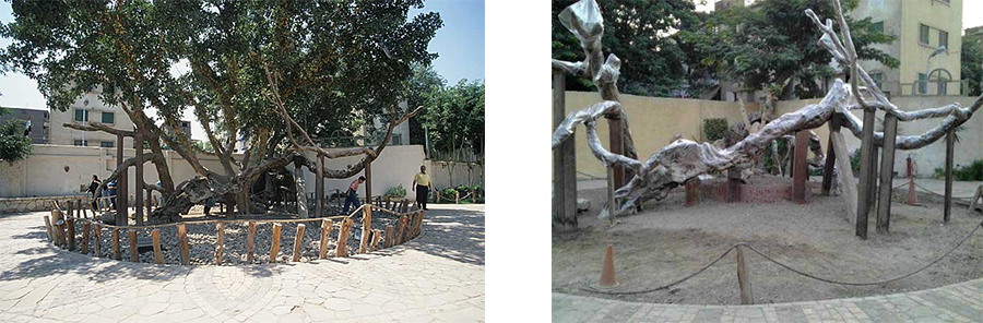 The Virgin's Tree in Matariya shortly after the millennium (L) along side the same tree as it looked in November 2015 covered with cellophane. Phot (left) Roland Unger, Phot. Sally Mahmoud  