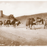 Palmyra Camels On The Track 1930s