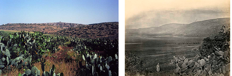 Cactus plants with Jebel Faqqu’a in the background alongside a nineteenth century photograph showing the same ridge identified by its biblical name, Mount Gilboa, and the Plain of Megiddo. Phot. (left) Norbert Schiller and Phot. Frank Mason Good