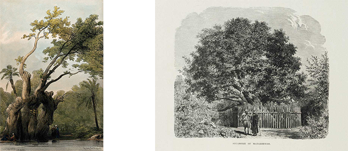 A color lithograph of the Virgin's Tree by David Roberts from 1832 (L). A wood etching found in G. Ebers's 1878 book Picturesque Egypt.