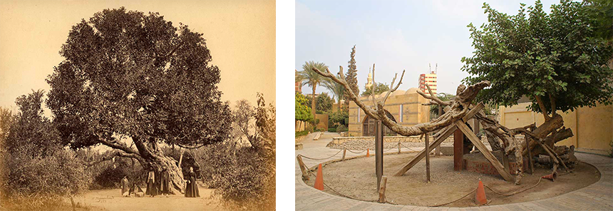 One of the earliest photographs of the Virgin's Tree taken in the 1860s alongside a recent photograph from November 2016. Phot. (left) W. Hammerschmitd, Norbert Schiller Collection. Phot.(right) Shen Shangyun