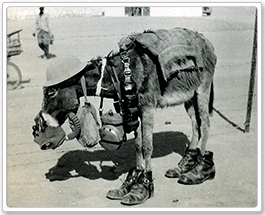Donkey and Mule Soldiers: The Unsung Heroes